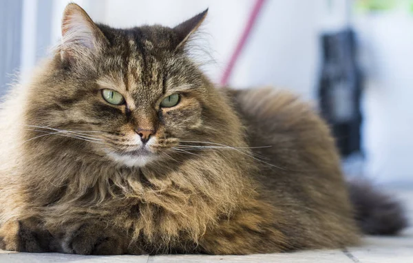 Yeşil gözlü ve kumral, Sibirya ile uzun saçlı yavru kedi
