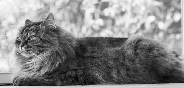 Котенок сибирской породы, длинноволосая женщина — стоковое фото