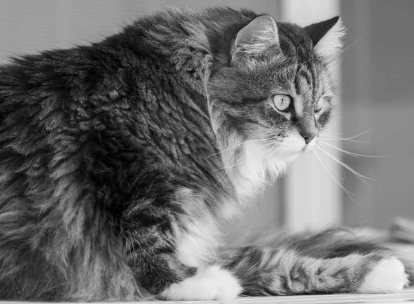 Bir iskemle, uzun saçlı erkek güzellik iç kedi — Stok fotoğraf