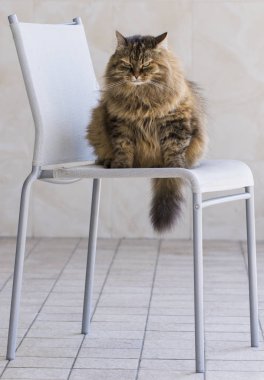 Bir sandalye, Sibirya doğurmak-in kedi pofuduk kedi