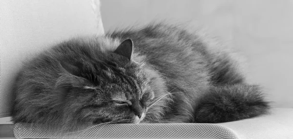 Αξιολάτρευτο γούνινο γάτα στον ύπνο σε μια καρέκλα — Φωτογραφία Αρχείου