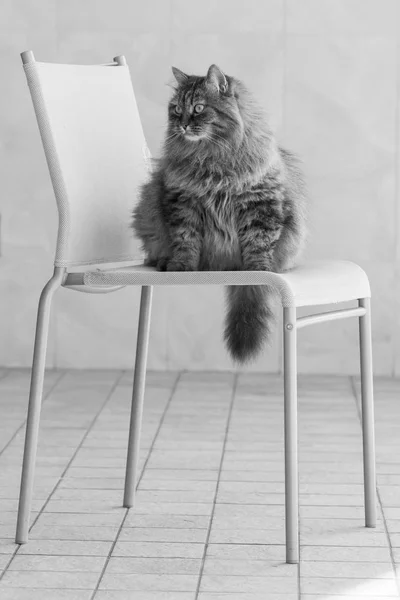 Lurviga katt sitter på en stol in i studion, sibiriska rasen — Stockfoto