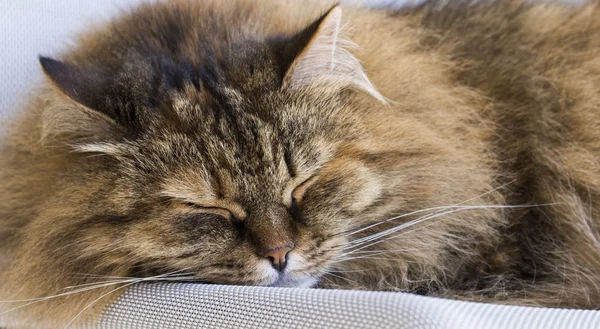 Gato macio no tempo de sono, marrom tabby cavala fêmea — Fotografia de Stock