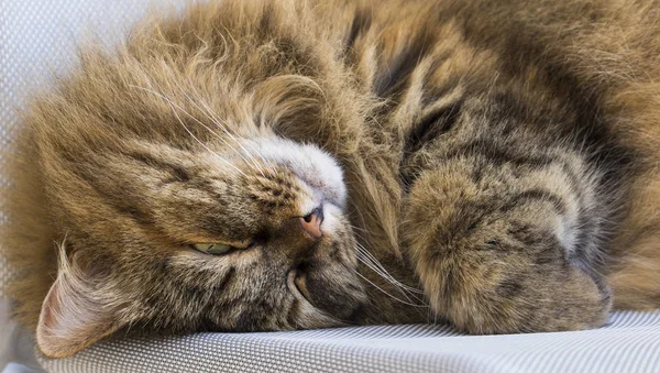 Schöne Katze auf dem Kopf, sibirisch reinrassig — Stockfoto