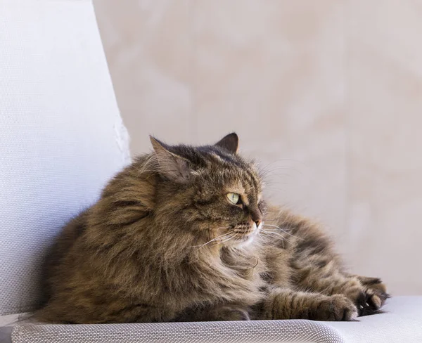 Profil einer pelzigen sibirischen Katze, weiblich hypoallergen — Stockfoto