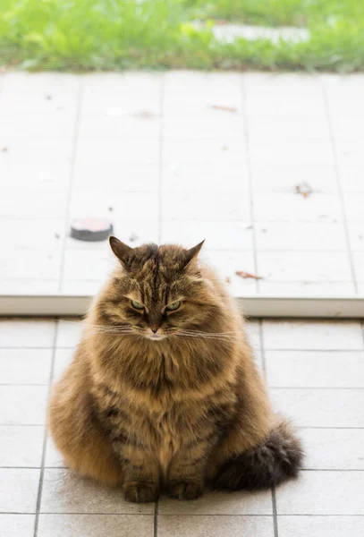 Şirin Sibirya kedisi bahçede rahatlıyor. sevimli evcil hayvan — Stok fotoğraf
