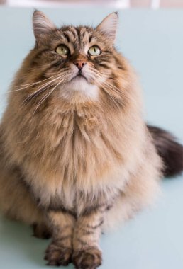 Şirin Sibirya kedisi bahçede rahatlıyor. sevimli evcil hayvan