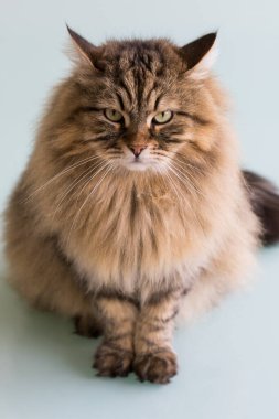 Şirin Sibirya kedisi bahçede rahatlıyor. sevimli evcil hayvan