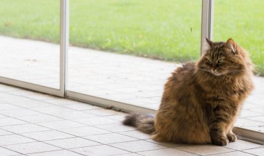 Şirin Sibirya kedisi bahçede rahatlıyor. sevimli evcil hayvan