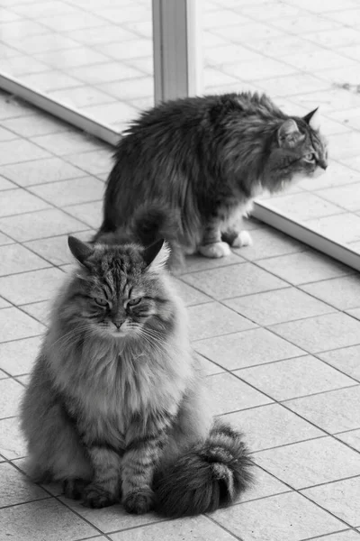 Gato siberiano bonito em relaxar em um jardim. adorável animal de estimação doméstico — Fotografia de Stock