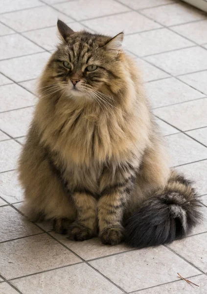 Cute siberian cat in relax in a garden. adorable domestic pet — Stock Photo, Image