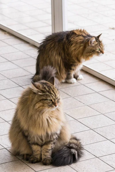 Cute syberyjski kot w relaks w ogrodzie. uroczy domowe zwierzę — Zdjęcie stockowe