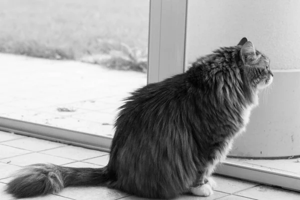 Söt sibirisk katt i avkoppling i en trädgård. bedårande husdjur — Stockfoto