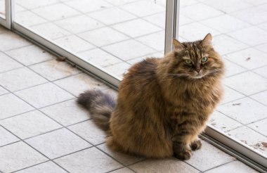 Şirin Sibirya kedisi bahçede rahatlıyor. sevimli evcil hayvan