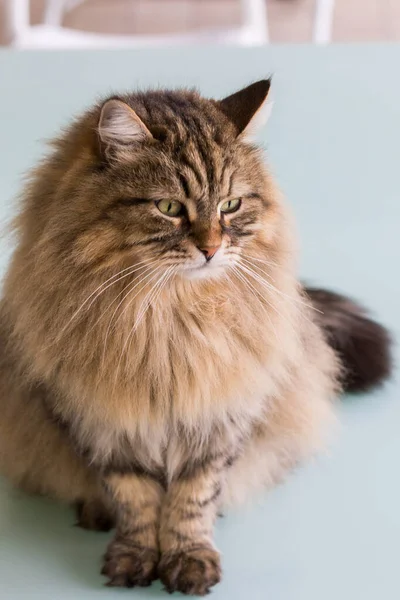 Şirin Sibirya kedisi bahçede rahatlıyor. sevimli evcil hayvan — Stok fotoğraf