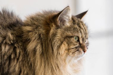 Şirin Sibirya kedisi bahçede rahatlıyor. sevimli evcil hayvan