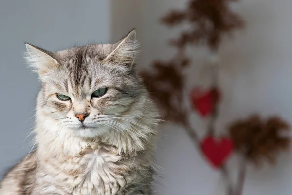 美しいです長い毛猫のシベリアの品種でリラックス屋外 — ストック写真