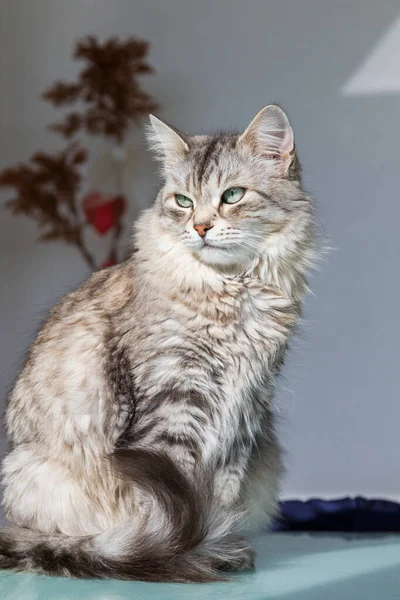 Schöne langhaarige Katze sibirischer Rasse im Freien entspannen — Stockfoto