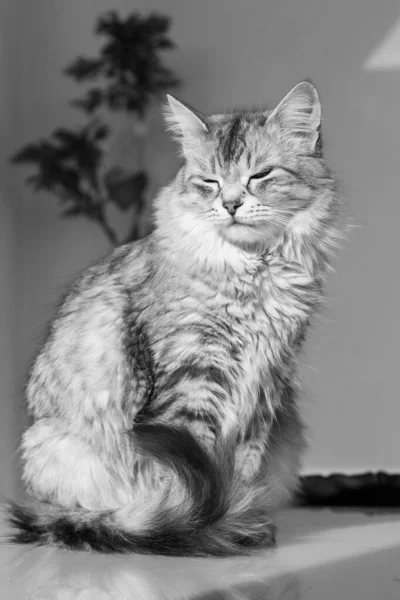 Bellissimo gatto dai capelli lunghi di razza siberiana in relax all'aperto — Foto Stock