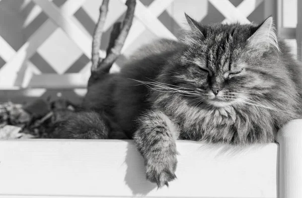 Bellissimo gatto dai capelli lunghi di razza siberiana in relax all'aperto — Foto Stock