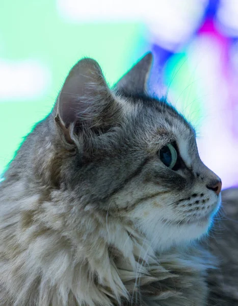 Largo pelo gato de siberiano crianza en relajarse interior — Foto de Stock