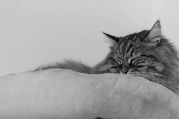 Long haired cat of siberian breed in relax indoor — Stock Photo, Image