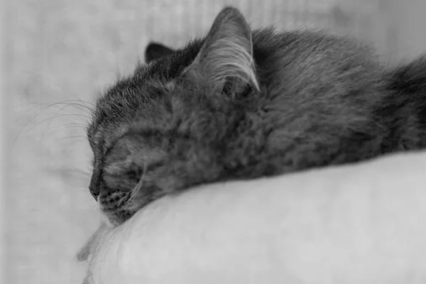 Largo pelo gato de siberiano crianza en relajarse interior —  Fotos de Stock