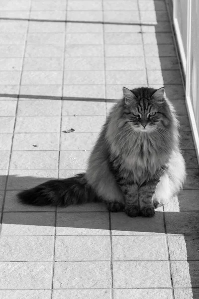 Ganska inhemska katt av sibirisk ras i koppla av utomhus — Stockfoto