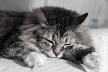 Sibirya cinsinden uzun saçlı sevimli bir kedi.