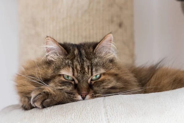 Schattige kat van Siberisch ras met lang haar — Stockfoto