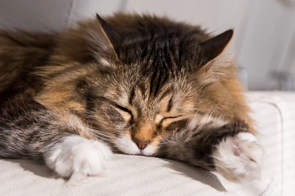 Entzückende Katze sibirischer Rasse mit langen Haaren — Stockfoto
