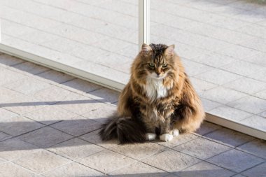Sibirya cinsinden uzun saçlı sevimli bir kedi.