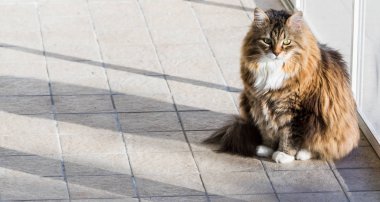 Sibirya cinsinden uzun saçlı sevimli bir kedi.