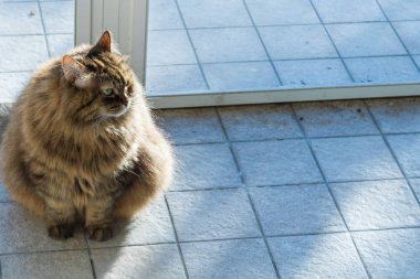 Sibirya cinsinden uzun saçlı sevimli bir kedi.