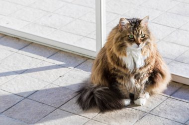 Sibirya cinsinden uzun saçlı sevimli bir kedi.