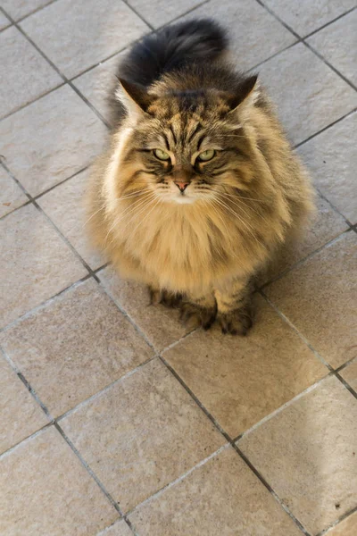 Adorable gato de raza siberiana con pelo largo — Foto de Stock