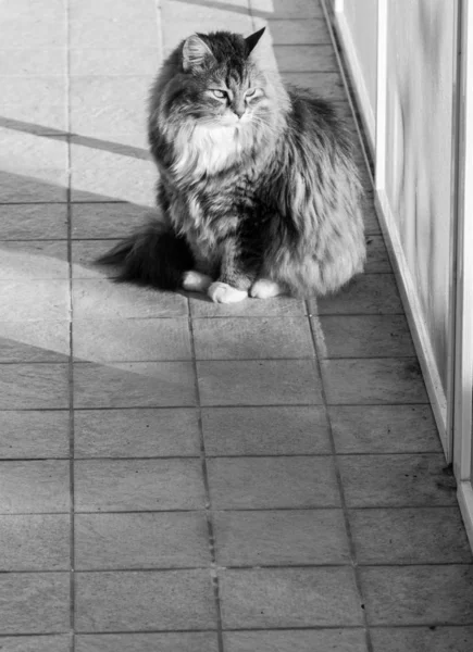 Adorable gato de raza siberiana con pelo largo —  Fotos de Stock