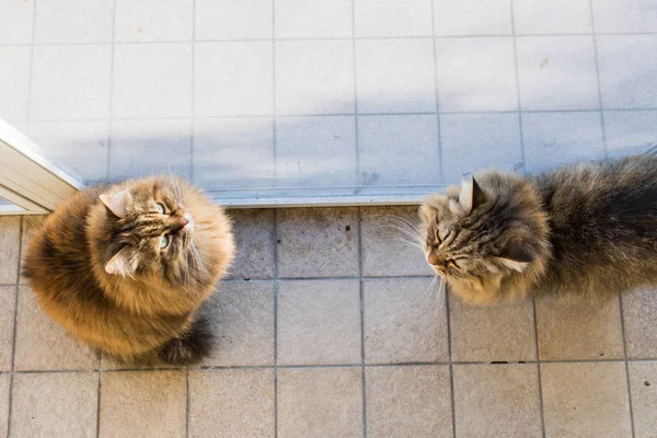 Adorable gato de raza siberiana con pelo largo — Foto de Stock