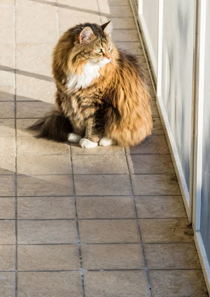 Adorable gato de raza siberiana con pelo largo — Foto de Stock