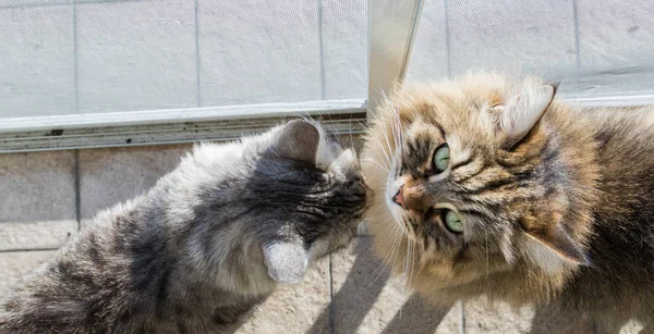 Gato adorável de raça siberiana com cabelos longos — Fotografia de Stock