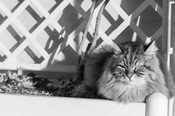 Entzückende Katze sibirischer Rasse mit langen Haaren — Stockfoto