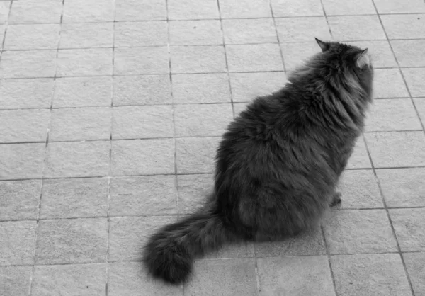 Adorable cat of siberian breed with long hair — Stock Photo, Image