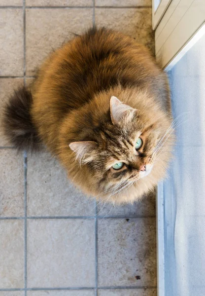 Entzückende Katze sibirischer Rasse mit langen Haaren — Stockfoto