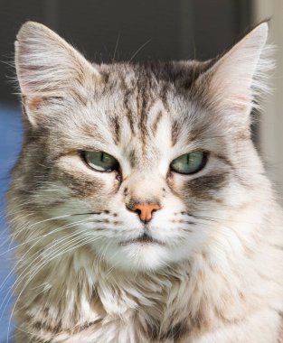 Sibirya cinsinin sevimli uzun saçlı kedisi açık havada rahatla, safkan hipoalerjenik hayvan