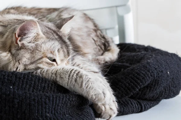 Kucing berbulu panjang yang manis dari ras siberia di ruang terbuka yang tenang, hewan hipoalergenik ras — Stok Foto