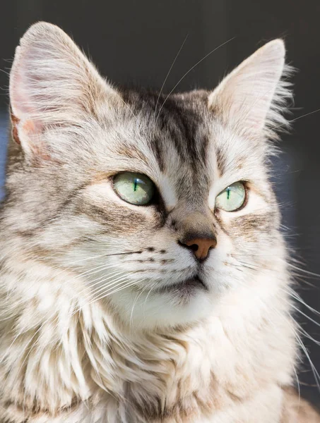 Adorable long haired cat of siberian breed in relax outdoor, purebred hypoallergenic animal — Stock Photo, Image