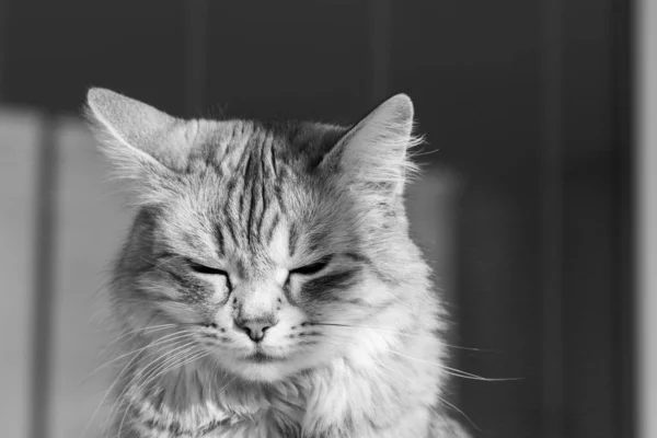 Αξιολάτρευτο μακρυμάλλης γάτας της σιβεριανής φυλής σε χαλαρό υπαίθριο, καθαρόαιμο υποαλλεργικό ζώο — Φωτογραφία Αρχείου