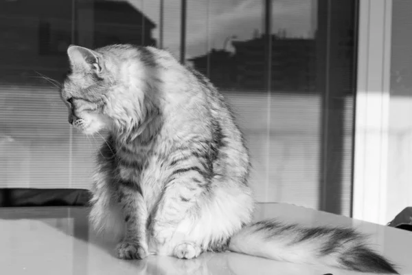 Adorável gato de cabelos longos da raça siberiana em relaxar ao ar livre, animal hipoalergênico puro — Fotografia de Stock