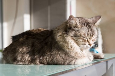 Sibirya cinsinin sevimli uzun saçlı kedisi açık havada rahatla, safkan hipoalerjenik hayvan