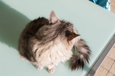 Sibirya cinsinin sevimli uzun saçlı kedisi açık havada rahatla, safkan hipoalerjenik hayvan